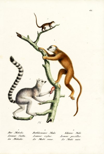 Ring-Tailed Lemur, 1824 by Karl Joseph Brodtmann